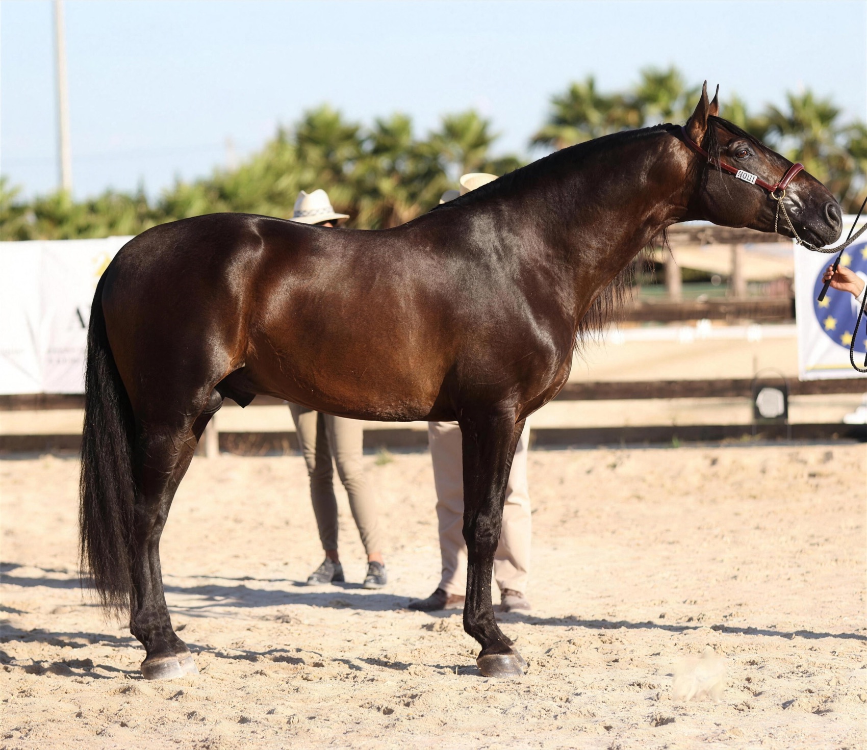 Jalisco de Marengo