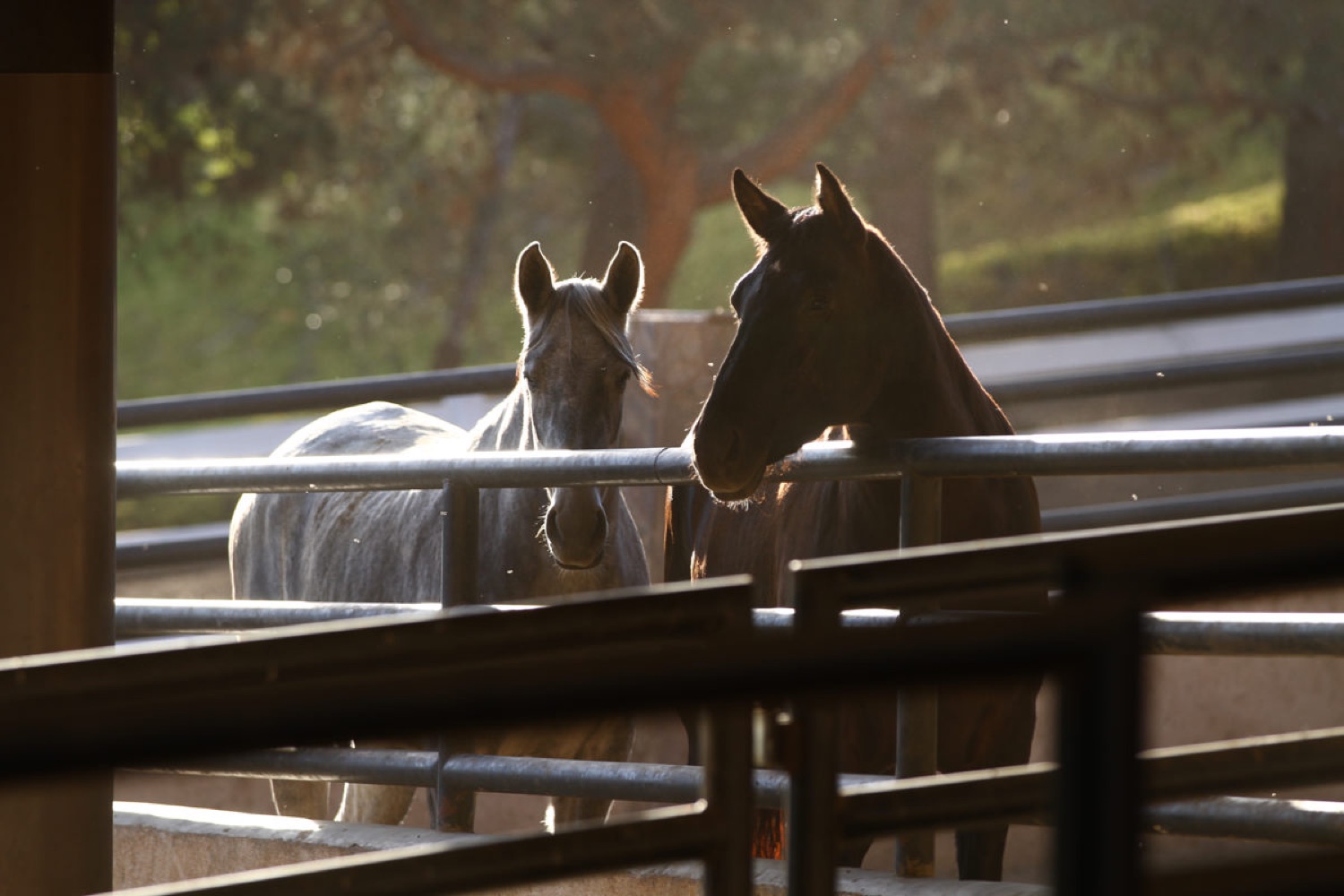 El rancho abre sus puertas